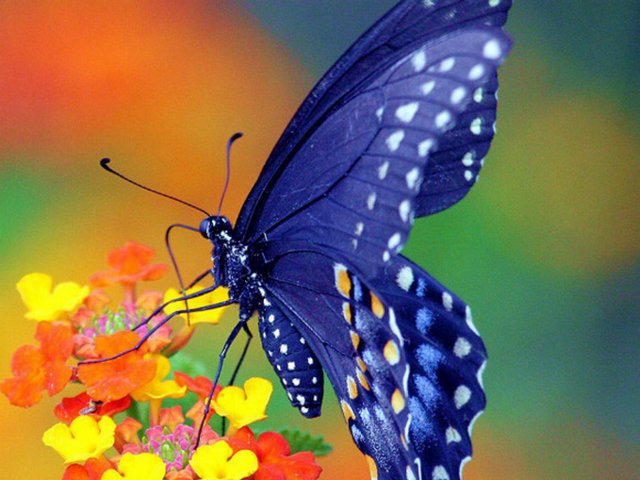 Все о бабочках в Магасе | ЗооТом портал о животных