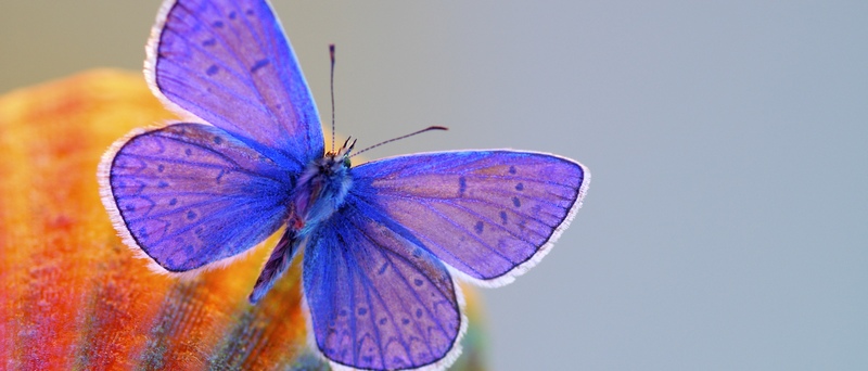 Все о бабочках в Магасе | ЗооТом портал о животных