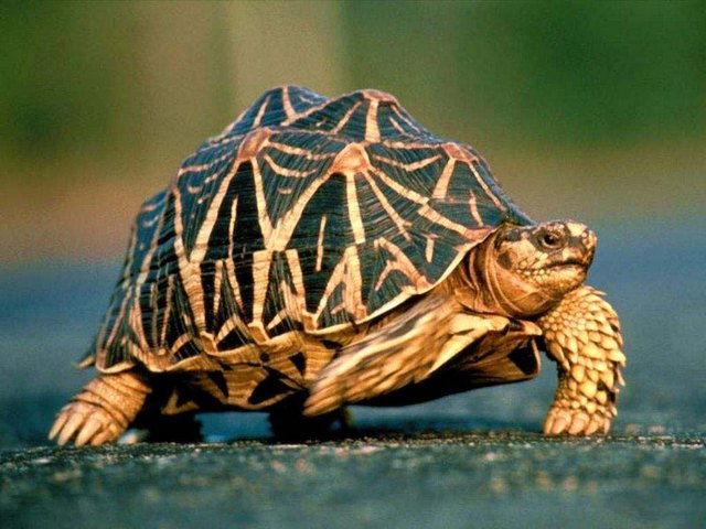 Все о черепахах в Магасе | ЗооТом портал о животных