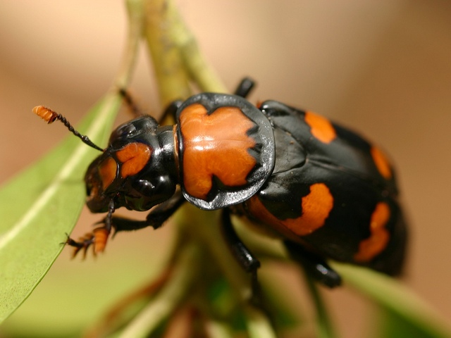 Все о жуках в Магасе | ЗооТом портал о животных