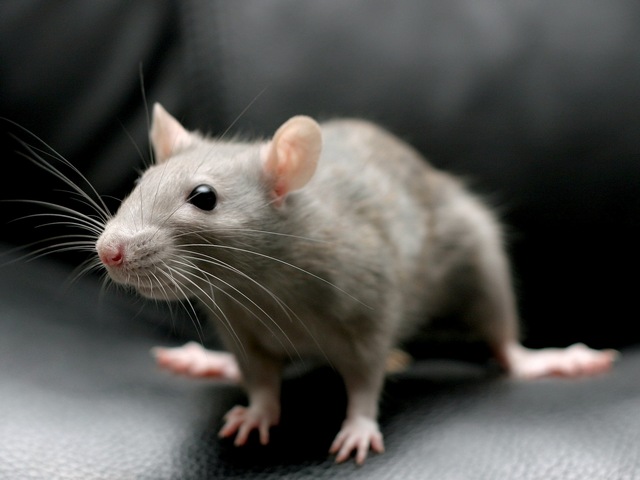 Все о крысах в Магасе | ЗооТом портал о животных