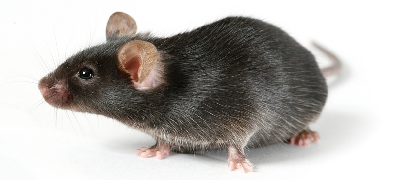 Все о крысах в Магасе | ЗооТом портал о животных