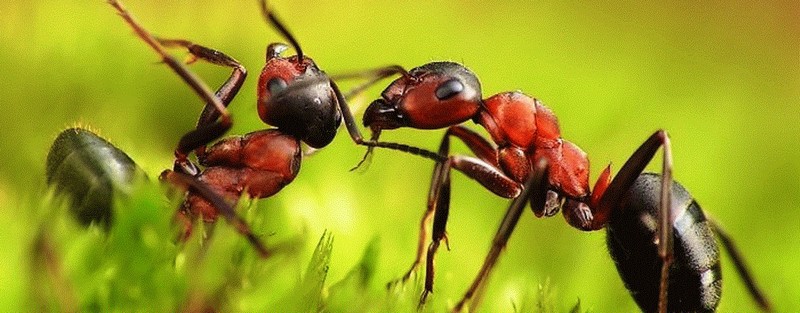 Все о муравьях в Магасе | ЗооТом портал о животных