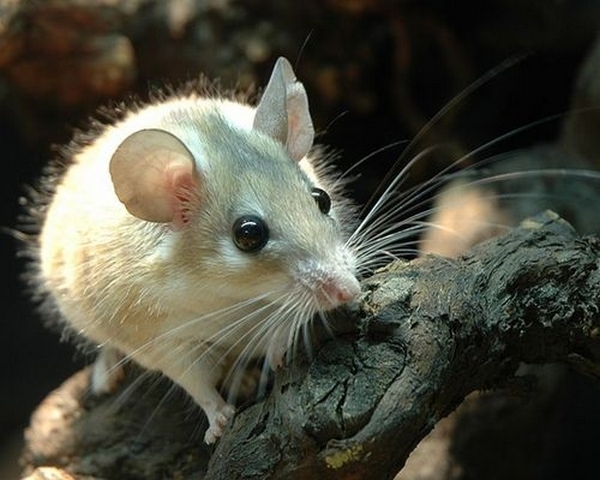 Все о мышах в Магасе | ЗооТом - продажа, вязка и услуги для животных в Магасе