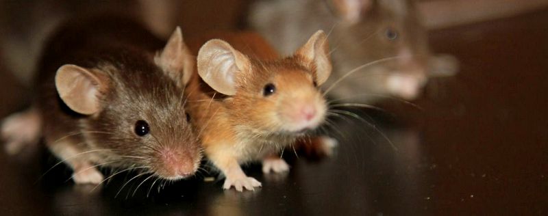 Все о мышах в Магасе | ЗооТом - продажа, вязка и услуги для животных в Магасе