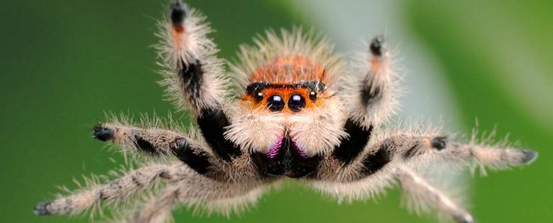 Все о пауках в Магасе | ЗооТом портал о животных