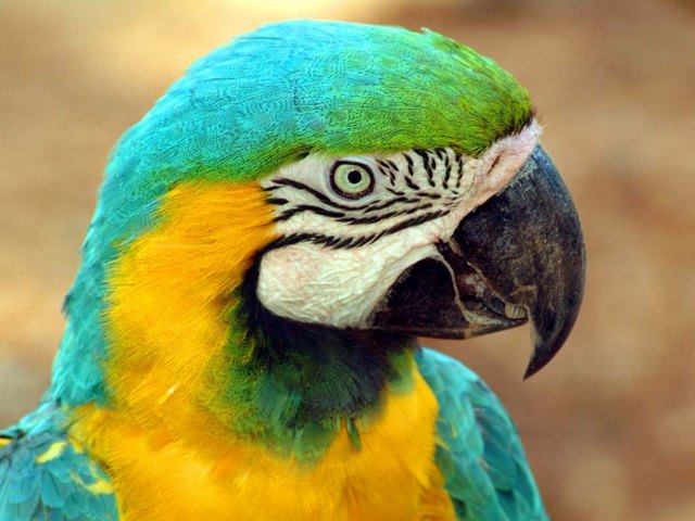 Все о попугаях в Магасе | ЗооТом портал о животных