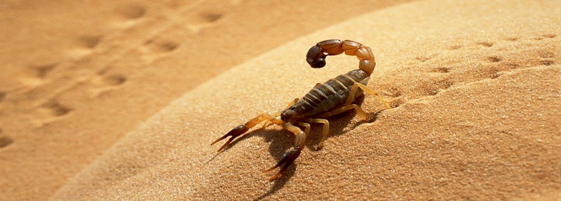 Все о скорпионах в Магасе | ЗооТом портал о животных