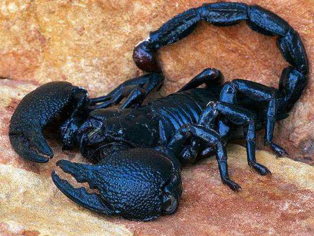 Все о скорпионах в Магасе | ЗооТом портал о животных