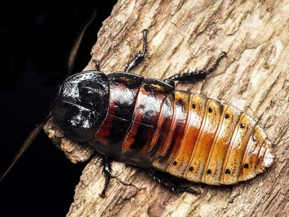 Все о тараканах в Магасе | ЗооТом портал о животных