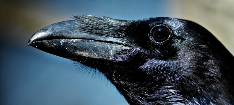 Все о воронах в Магасе | ЗооТом портал о животных