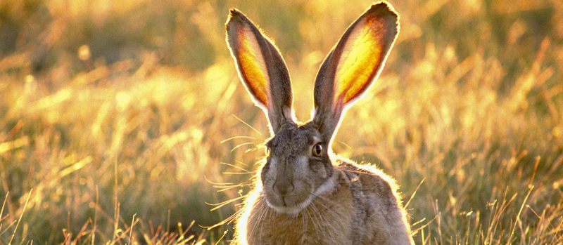 Все о зайцах | ЗооТом - продажа, вязка и услуги для животных в Магасе