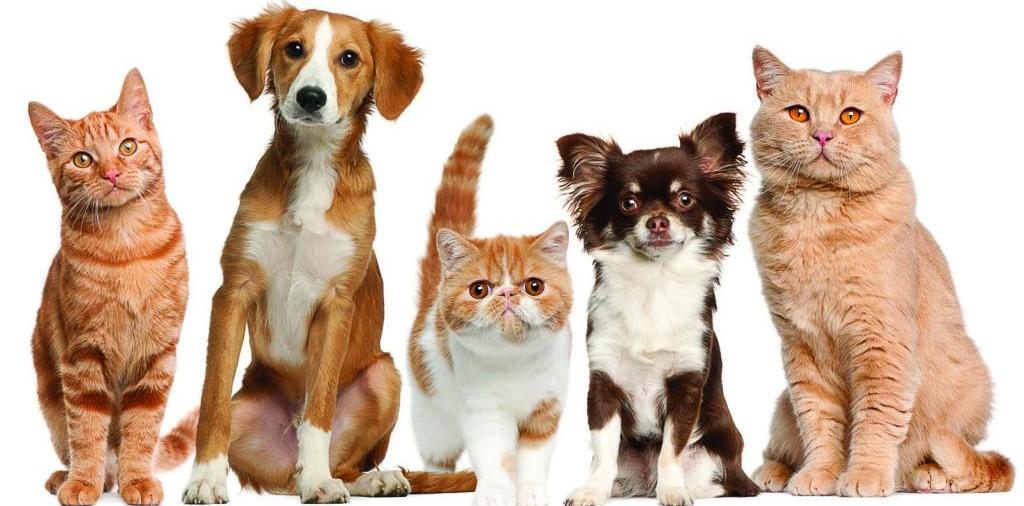 Доска объявлений о животных | ЗооТом - продажа, вязка и услуги для животных в Магасе