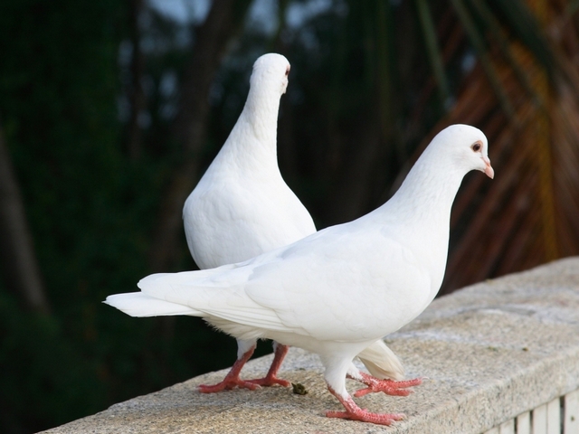 Все о голубях | ЗооТом - продажа, вязка и услуги для животных в Магасе