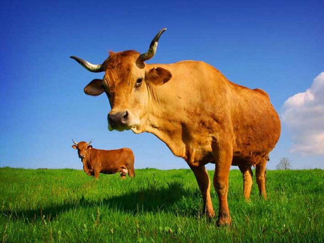 Все о коровах в Магасе | ЗооТом портал о животных