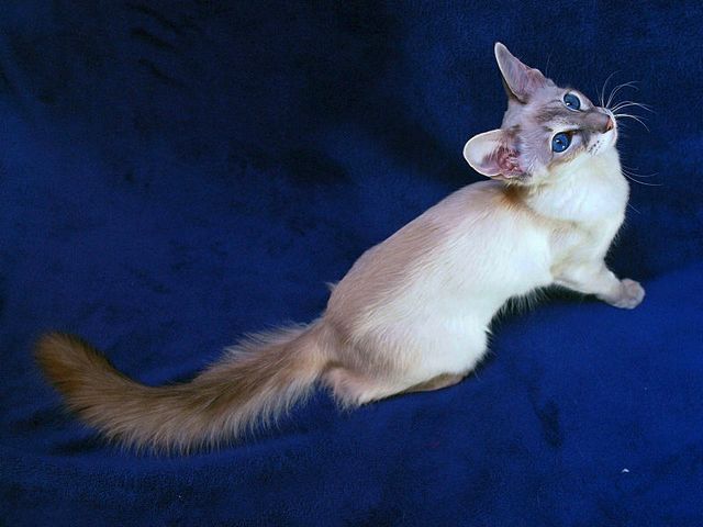 Выведенные породы кошек в Магасе | ЗооТом портал о животных