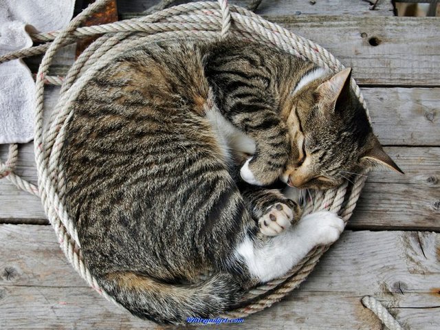 Все о кошках в Магасе | ЗооТом портал о животных