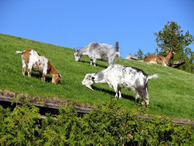Все о козах в Магасе | ЗооТом портал о животных