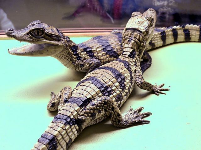 Все о крокодилах в Магасе | ЗооТом портал о животных