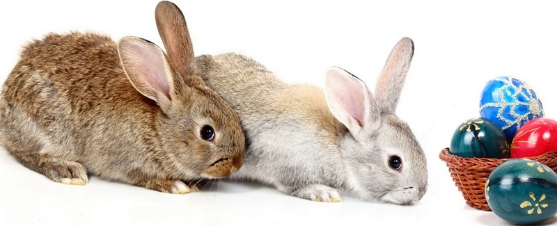 Все о кроликах в Магасе | ЗооТом портал о животных