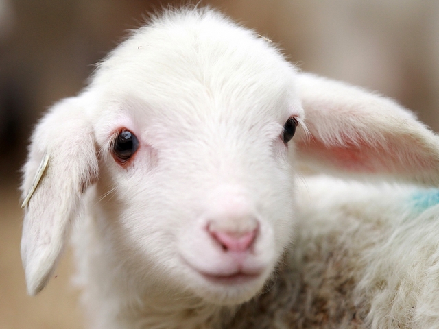 Овцы и бараны в Магасе | ЗооТом портал о животных