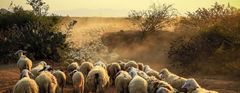 Все об овцах в Магасе | ЗооТом портал о животных