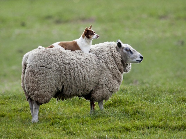 Все об овцах в Магасе | ЗооТом портал о животных