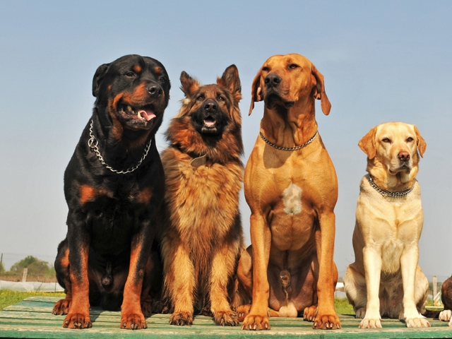 Крупные породы собак в Магасе | ЗооТом портал о животных