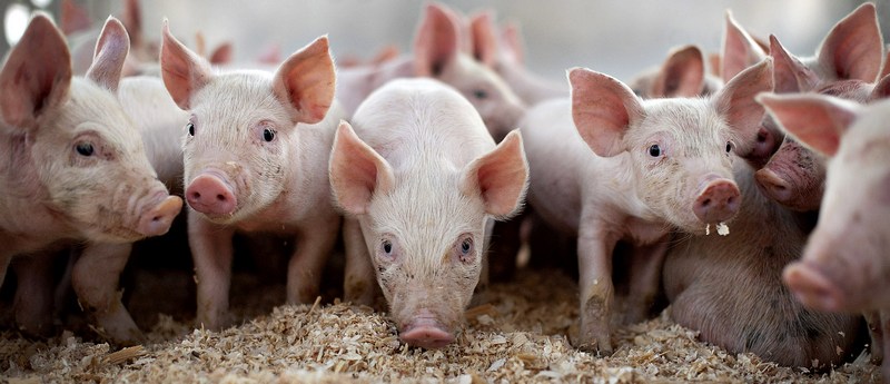 Все о свиньях в Магасе | ЗооТом портал о животных