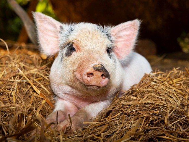 Все о свиньях в Магасе | ЗооТом портал о животных
