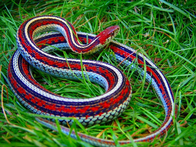 Все о змеях в Магасе | ЗооТом портал о животных