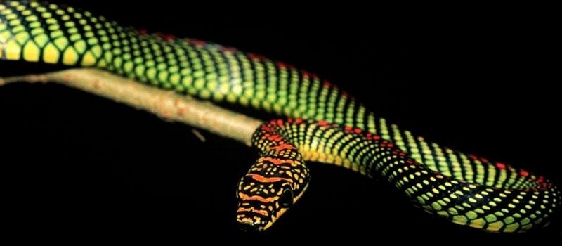Все о змеях в Магасе | ЗооТом портал о животных
